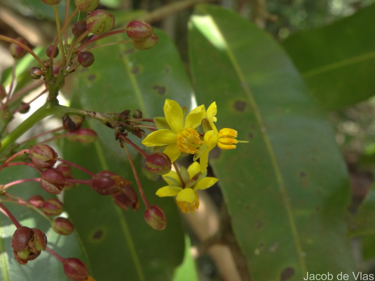 Campylospermum serratum (Gaertn.) Bittrich & M.C.E.Amaral